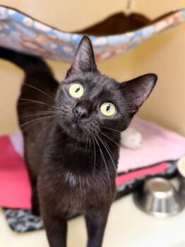 Binxy -  Domestic Short Hair Cat for Adoption in Menomonie, Wisconsin - Binxy | PetCurious
