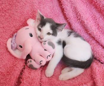 Turkish Van and Domestic Short Hair Cats Available for Adoption - Cortina | PetCurious