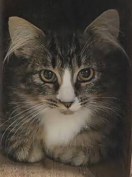 Butterball -  Domestic Long Hair Cat for Adoption in Greeley, Colorado - Butterball | PetCurious