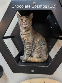 Chocolate Cosmos -  Domestic Short Hair Cat for Adoption in O