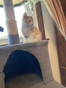 Bourbon -  Domestic Short Hair and Tabby Cat for Adoption in New Cumberland, West Virginia - Bourbon | PetCurious