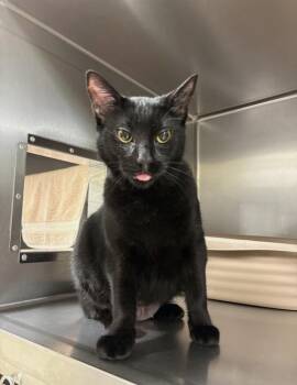 Frank -  Domestic Short Hair Cat for Adoption in Vancouver, Washington - Frank | PetCurious