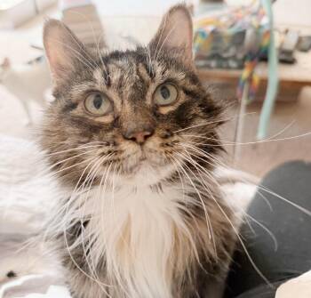 Rescue Domestic Long Hair and Calico Cats for Adoption in Philadelphia, Pennsylvania - Pigeon | PetCurious