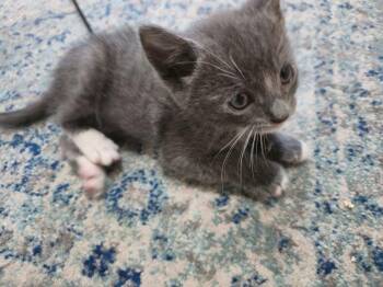 Domestic Short Hair and Russian Blue Cats Available for Adoption in San Jose, California - Baby Jack Bonded W/Baby Gretel | PetCurious