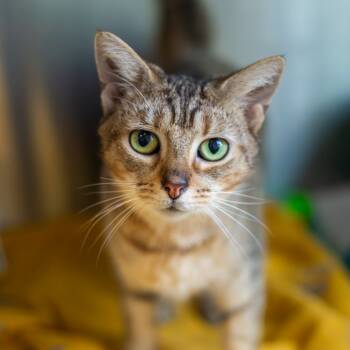 Rescue Domestic Short Hair Cats for Adoption - Cinnamon | PetCurious