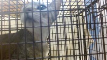 FLOWER -  Domestic Short Hair Cat for Adoption in Doral, Florida - FLOWER | PetCurious