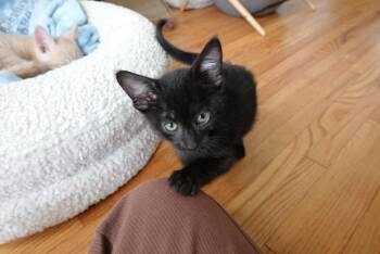 Domestic Short Hair Cats Available for Adoption in South Pasadena, California - Sesame | PetCurious