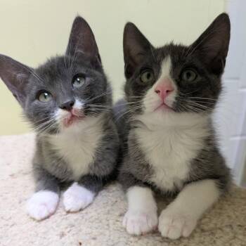 Pickle -  Domestic Short Hair Cat for Adoption in San Francisco, California - Pickle | PetCurious