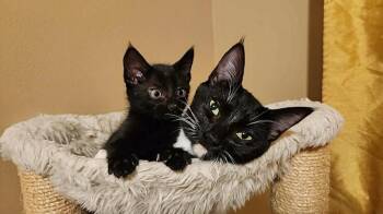 Eclipse -  Domestic Medium Hair and Maine Coon Cat for Adoption in Sunnyvale, California - Eclipse | PetCurious