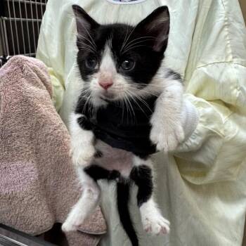 Tucker Jr. (gray) -  Domestic Short Hair Cat for Adoption in Winston-salem, North Carolina - Tucker Jr. (gray) | PetCurious