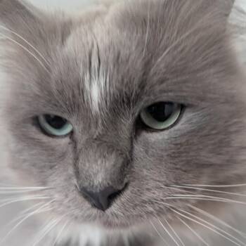 Artemis -Ragdoll @PAWZ pet cafe -  Ragdoll and Domestic Long Hair Cat for Adoption in Carmel, Indiana - Artemis -Ragdoll @PAWZ Pet Cafe | PetCurious