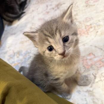 Domestic Short Hair Cats Available for Adoption in Granville, Ohio - Agate | PetCurious