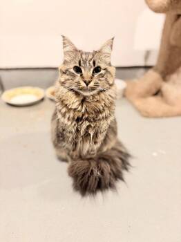 Nala -  Domestic Long Hair Cat for Adoption in St. Helens, Oregon - Nala | PetCurious