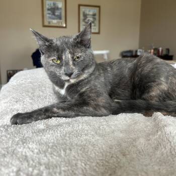 Rescue Domestic Short Hair Cats for Adoption in Peru, Illinois - Mary Ann | PetCurious