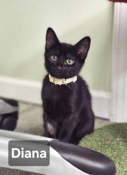 Diana -  Domestic Short Hair Cat for Adoption in Council Bluffs, Iowa - Diana | PetCurious
