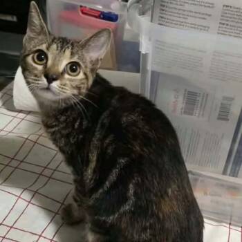 Snickerdoodle -  Domestic Short Hair Cat for Adoption in Madison, Wisconsin - Snickerdoodle | PetCurious