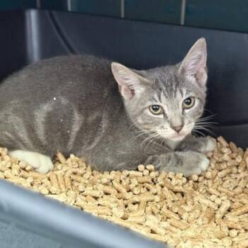 Mingi -  Domestic Short Hair Cat for Adoption in Honolulu, Hawaii - Mingi | PetCurious