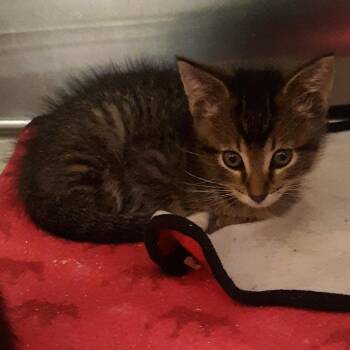 Domestic Short Hair Cats Available for Adoption in Spokane, Washington - Orville | PetCurious