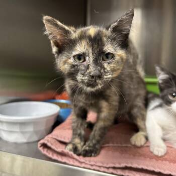 Rescue Tortoiseshell Cats for Adoption in La Grange Park, Illinois - Anemone 1 Of 6 | PetCurious