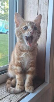 Tabby Cats Available for Adoption in Stanton, Kentucky - Cheddar | PetCurious