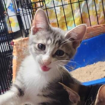 Dove -  Domestic Short Hair Cat Available for Adoption in Mount Laurel Township, New Jersey - Dove | PetCurious