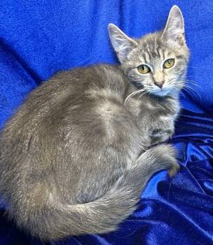 Tibbs -  Domestic Short Hair and Tabby Cat for Adoption in San Diego, California - Tibbs | PetCurious