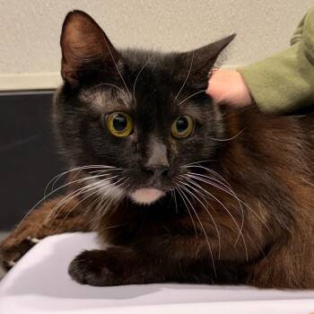 Sylvia -  Domestic Short Hair Cat for Adoption in Tampa, Florida - Sylvia | PetCurious