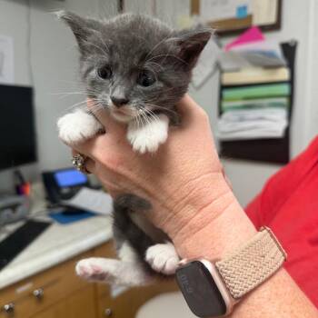 Deacon -  Domestic Short Hair Cat for Adoption in Canton, Illinois - Deacon | PetCurious