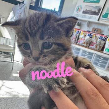 Noodle -  Domestic Short Hair Cat for Adoption in West Olive, Michigan - Noodle | PetCurious