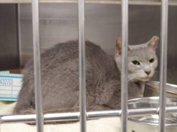 Rescue Domestic Short Hair Cats for Adoption in Fallston, Maryland - Tucker | PetCurious