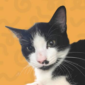 Timothee Chalamet -  Domestic Short Hair Cat for Adoption in Reno, Nevada - Timothee Chalamet | PetCurious