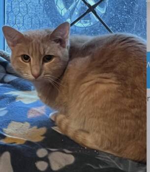 Griffin -  Tabby Cat for Adoption in Essex, Maryland - Griffin | PetCurious