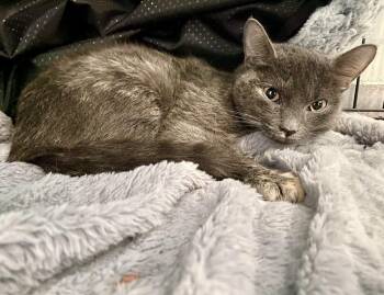 Rescue Domestic Short Hair Cats for Adoption in Lafayette Township, New Jersey - Ophelia | PetCurious