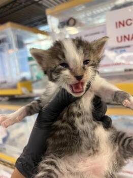 Domestic Medium Hair Cats Available for Adoption in El Paso, Texas - 60878717 | PetCurious