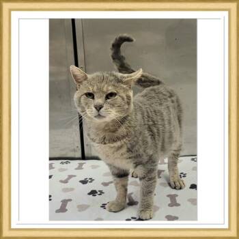 FLUFFERNUTTER -  Domestic Short Hair Cat for Adoption in Buckhannon, West Virginia - FLUFFERNUTTER | PetCurious