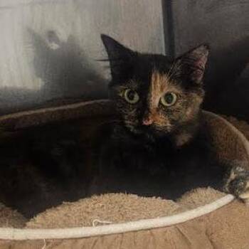 Athena -  Domestic Short Hair Cat for Adoption in Starkville, Mississippi - Athena | PetCurious