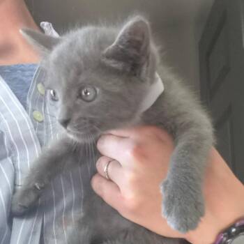 Gail -  Domestic Medium Hair Cat for Adoption in Concord, New Hampshire - Gail | PetCurious