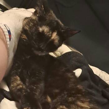 Callie -  Domestic Short Hair Cat for Adoption in Gainesboro, Tennessee - Callie | PetCurious