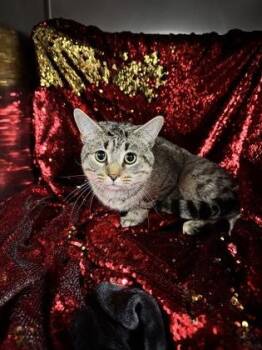 Domestic Short Hair Cats Available for Adoption - Opal (@ PetSmart) | PetCurious