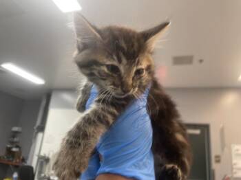 Domestic Short Hair Cats Available for Adoption in Thousand Palms, California - A1916352 | PetCurious