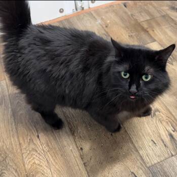 Rescue Domestic Long Hair Cats for Adoption in Bountiful, Utah - Emerald | PetCurious