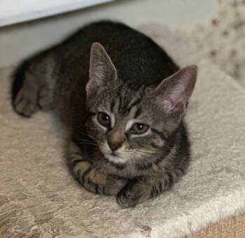 Rescue Domestic Short Hair Cats for Adoption in Newtown Square, Pennsylvania - Romaine | PetCurious