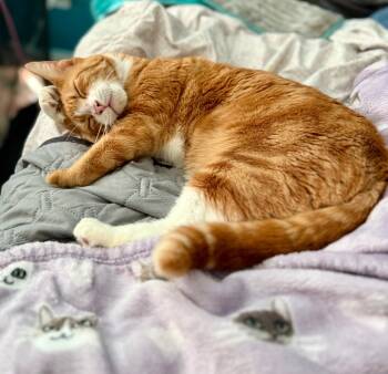 Rescue Domestic Short Hair Cats for Adoption in Augusta, Georgia - Maximillian (Max) | PetCurious