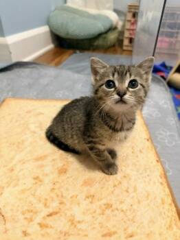 Indy -  Domestic Short Hair Cat for Adoption in Fishers, Indiana - Indy | PetCurious