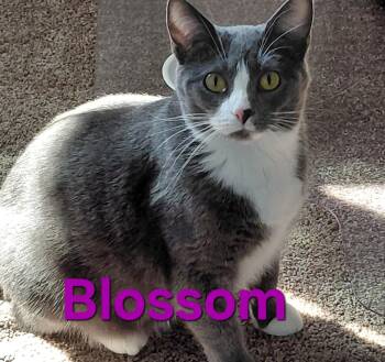 Domestic Short Hair Cats Available for Adoption in Peoria, Illinois - Blossom | PetCurious