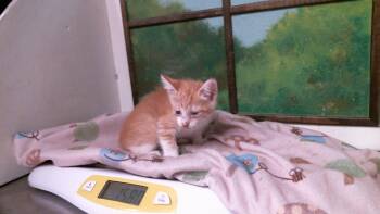 KENNY -  Domestic Short Hair Cat for Adoption in Houston, Texas - KENNY | PetCurious