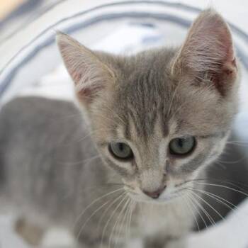 Hoagie -  Domestic Medium Hair and Domestic Short Hair Cat for Adoption in Verona, Wisconsin - Hoagie | PetCurious