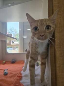 Owala -  Domestic Short Hair Cat for Adoption in Savannah, Georgia - Owala | PetCurious