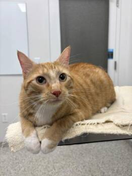 Scotch -  Domestic Short Hair Cat for Adoption in Kansas City, Missouri - Scotch | PetCurious