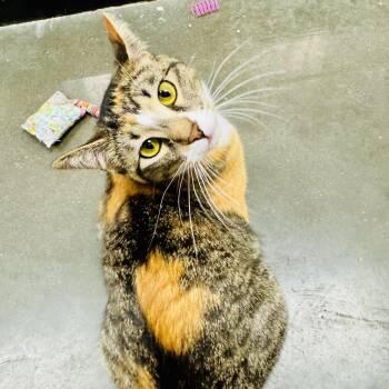 Rescue Domestic Short Hair Cats for Adoption in Montgomery, Alabama - Poppy | PetCurious